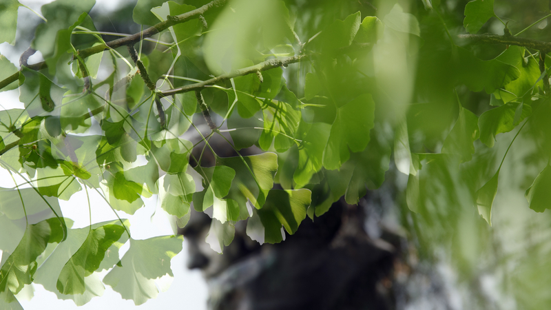 Key Visual: Beethoven as a Nature lover | Copyright: © Sonja Werner